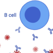 T Cell Immunity Biobus